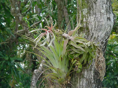 Tillandsia streptophylla This image in its original context on the page 