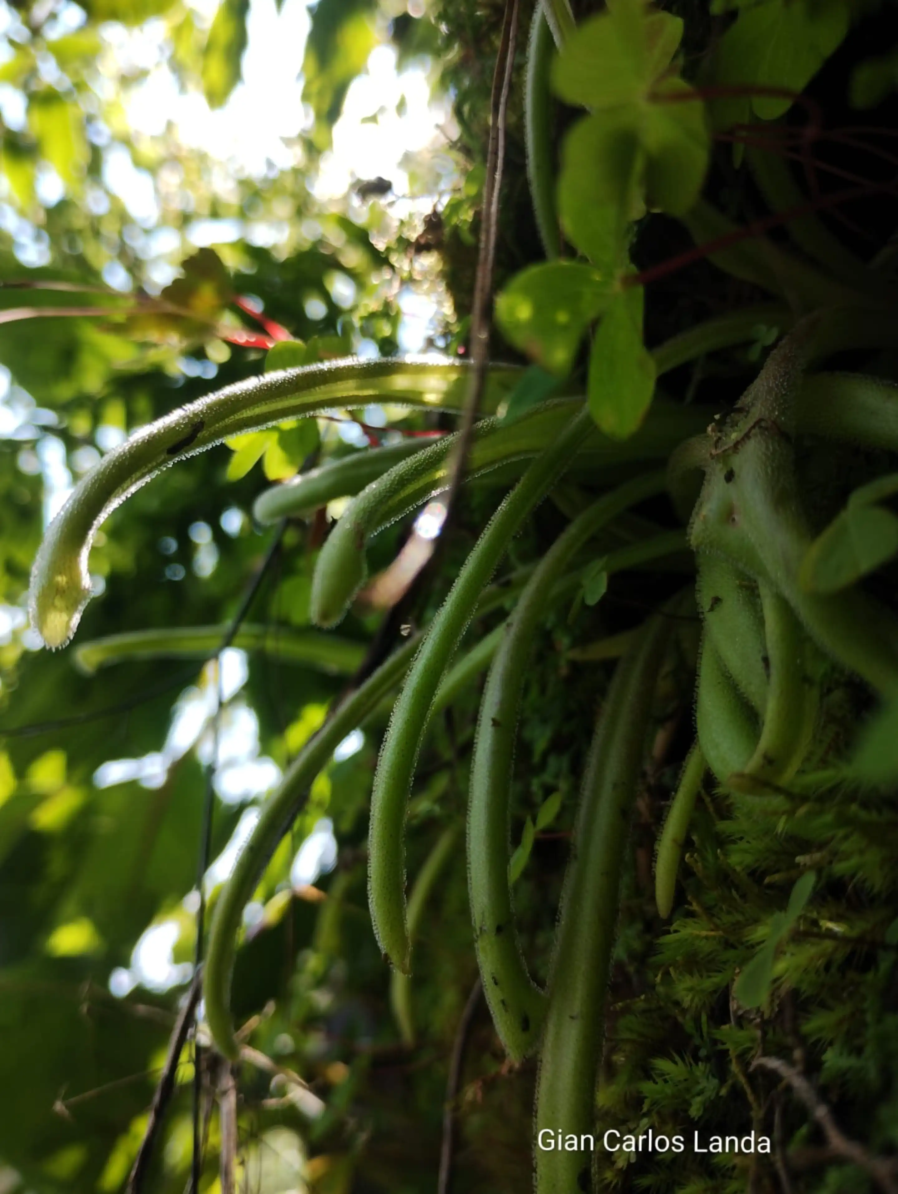 Pinguicula tlahuica summer rosette