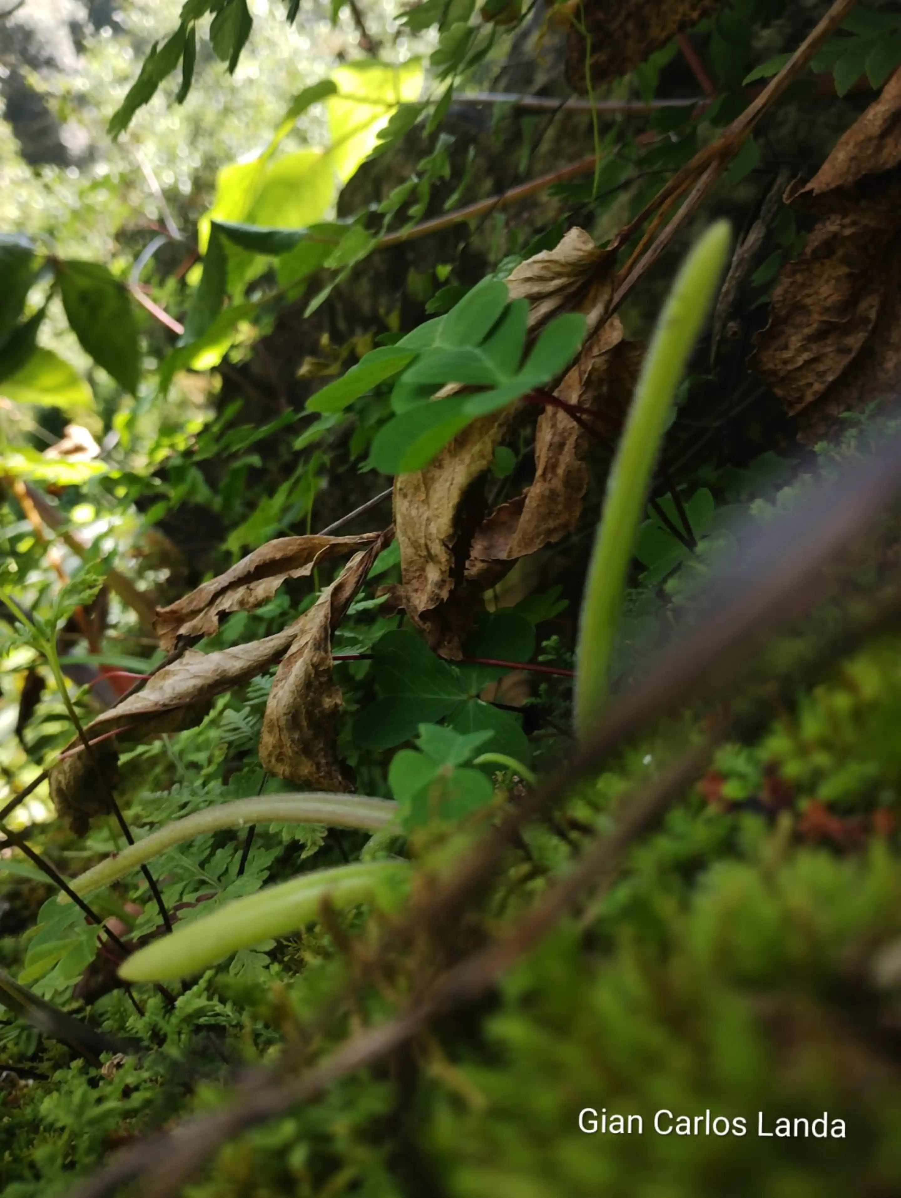 Pinguicula tlahuica in its habitat