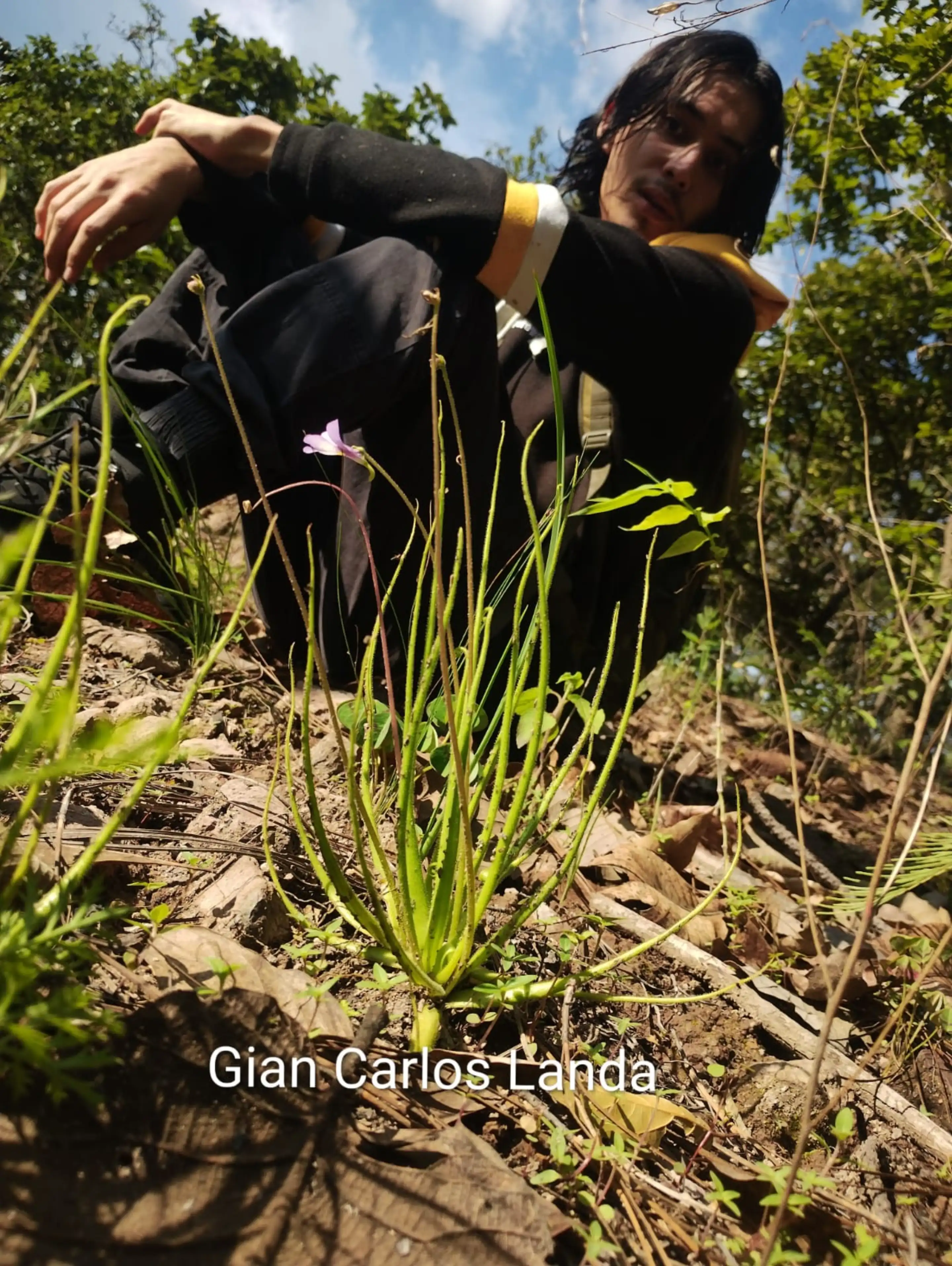 Pinguicula heterophylla in flower