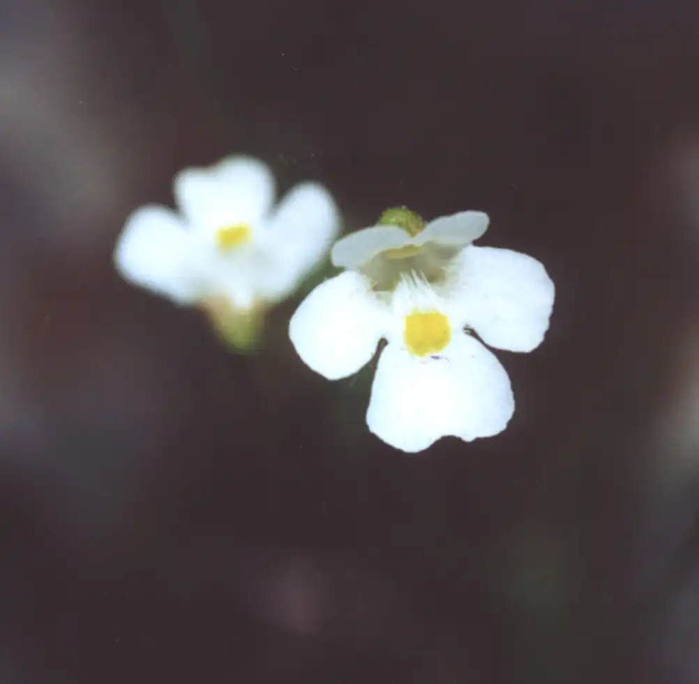 Pinguicula alpina, one of the member of the Section Micranthus