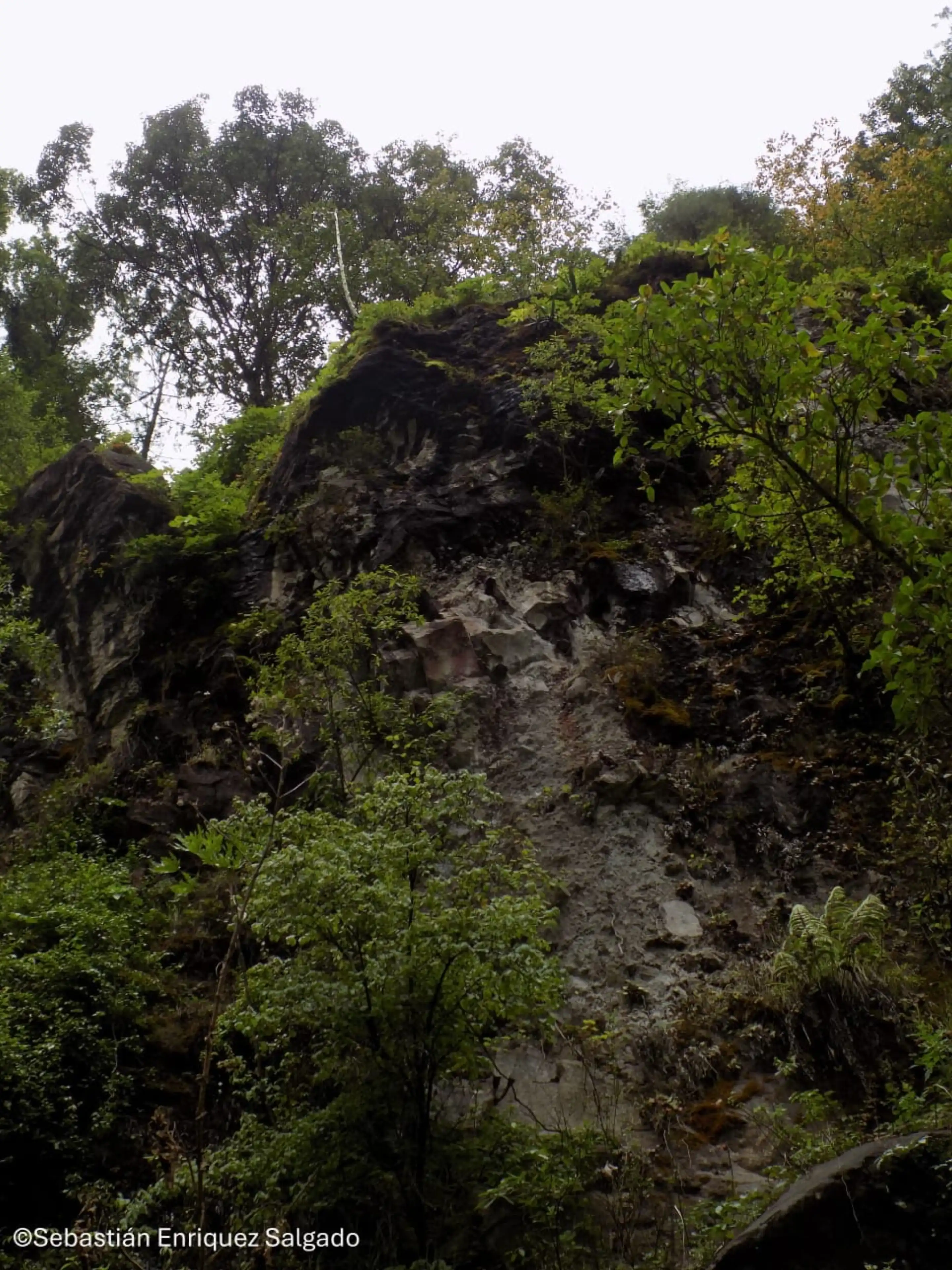 Natural habitat of Pinguicula tlahuica during the rainy season