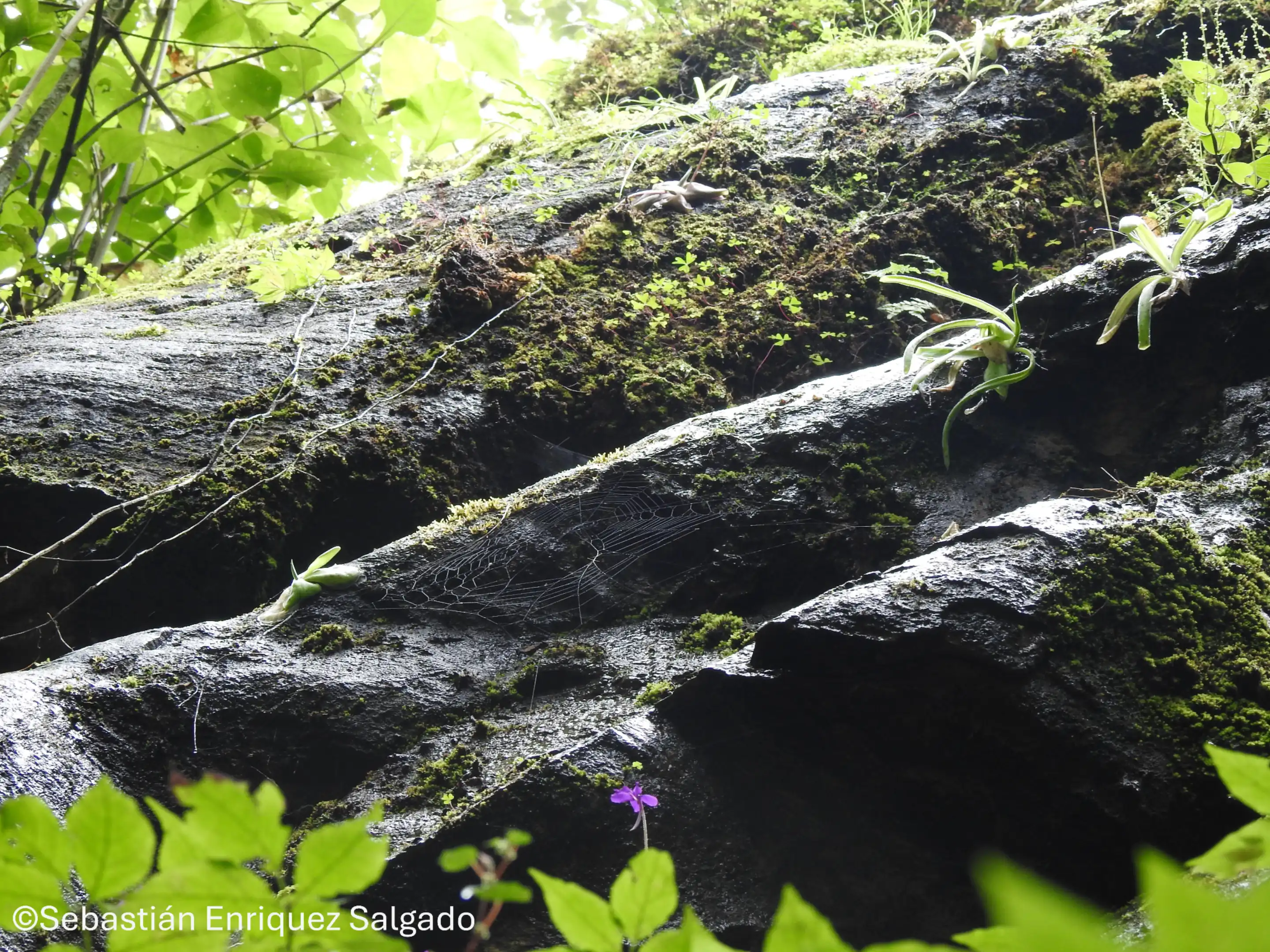 Pinguicula tlahuica sharing habitat with Pinguicula moranensis